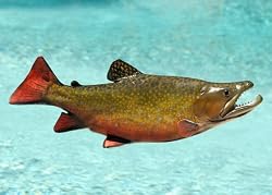 Giant Taxidermy 21" Fiberglass Brook Trout Fish Mount
