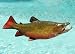 Giant Taxidermy 21" Fiberglass Brook Trout Fish Mount