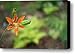 Blackberry Lilly Canvas Print / Canvas Art - Artist Douglas Barnett