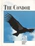 Endangered Animals and Habitats - The Condor