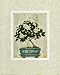 Gardenia Bonsai by Richard Henson 16.00X20.00. Art Poster Print
