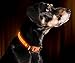 ILLUMISEEN LED Dog Collar USB Rechargeable - Bright & High Visibility Lighted Glow Collar for Pet Night Walking - Weatherproof, in 6 Colors & 6 Sizes (Orange Large)