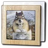 Golden-Mantled Ground Squirrel standing on its hind legs. Jasper National Park, Canada - 6 Inch Tile Napkin Holder