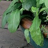 Perennial Seeds - Sorrel