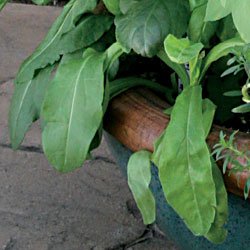 Perennial Seeds - Sorrel