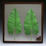 F-style リーフパネル・Anthurium Leaf アンスリウムリーフ　625x625x30mm