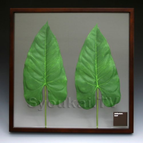 F-style リーフパネル・Anthurium Leaf アンスリウムリーフ　625x625x30mm 