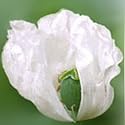 100 Organic White Afghan Poppy Seeds Papaver Somniferum
