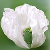 100 Organic White Afghan Poppy Seeds Papaver Somniferum