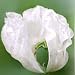 100 Organic White Afghan Poppy Seeds Papaver Somniferum