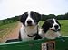 How to Pick the Perfect Dog!