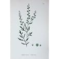 BOTANY PLANTS c1902 GARDEN CRESS LEPIDIUM SATIVUM