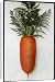 Canvas Prints of Daucus Carota Sativus (Carrot) with leaves attached from Mary Evans