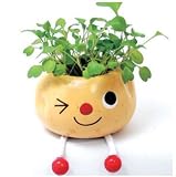 Taterpot Shorty - Herb Plant by noted - OREGANO