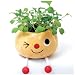 Taterpot Shorty OREGANO Herb Plant