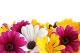 Daisies, Assorted Colors, 240 Daisy Flowers