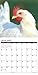 2016 Just Us Chickens Wall Calendar