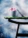 Lotus Flower Balanced on a Bowl - 24