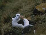 Black-Browed Albatrosses Greet Each Other at Their Nest Site Photographic Poster Print, 24x18