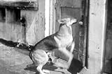 Great Depression Movies: Inside Information DVD (1934) with Police Dog Tarzan the Wonder Dog Featuring Rex Lease, Charles King, and Robert Hill.