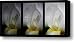 White Iris Study Triptych Canvas Print / Canvas Art - Artist Teresa Mucha