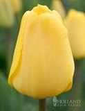 Golden ApeldoOrn Darwin Hybrid Tulip - 10 bulbs