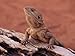 Central Bearded Dragon in Captivity, Alice Springs, Northern Territory, Australia, Pa...