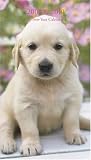 Retriever Puppy 2009 Calendar