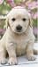 Retriever Puppy 2009 Calendar