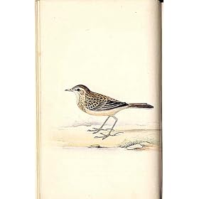 Oiseaux 1842-50 de Meyer H/C de Pipit de Richards