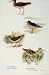 British Birds By W Foster Green Purple Sandpiper C1910
