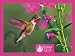 Pomegranate Sierra Club Hummingbirds Standard Boxed Note Card Set (Pack of 2)