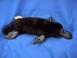 Plush Platypus by Hansa 15"