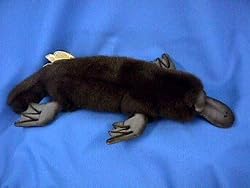 Plush Platypus by Hansa 15"