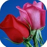 Coaster Set - 4 pcs - SQUARE - Designer Coasters: Country: Flower/Flowers/Floral - (CSFL-098)