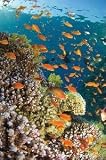 Tropical Waterworld By Anonymous Best Quality Art Print Poster - Size: 36 X 24