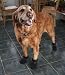 Ultra Paws TrAction Boots - Petite