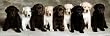 Lab Puppies (9 In a Row) Art Poster Print - 36x12