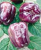 Sweet Blue Jay Dutch Pepper - 15 Seeds - B000UH5RQU