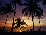 41AwR27McEL. SL160  Silhouette of Palm Tree on the Coast at Sunrise, Barrier Reef, South Water Caye, Belize Photographic Poster Print, 24x18