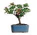 Dwarf Bougainvillea Dwarf Bougainvillea