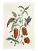 Comfrey, from A Curious Herbal, 1782 Art Giclee Poster Print by Elizabeth Blackwell, 18x24