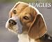 Beagles 2010 Wall Calendar