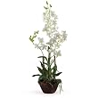 Dendrobium w/Decorative po