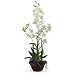 Dendrobium w/Decorative po