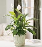 Same Day Flower Delivery Classic Peace Lily
