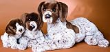 German Shorthair Pointer Stuffed Animal Family Plush by Douglas