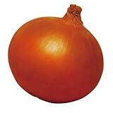 玉ねぎ苗 【予約】 【 中生 アトン 】 約100本 10月24日～10月28日出荷分