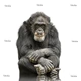 Wallmonkeys Peel and Stick Wall Decals - Chimpanzee - Simia Troglodytes Isolated on a White - 48