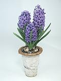Blue Hyacinth Plant in Birch Designer Vase